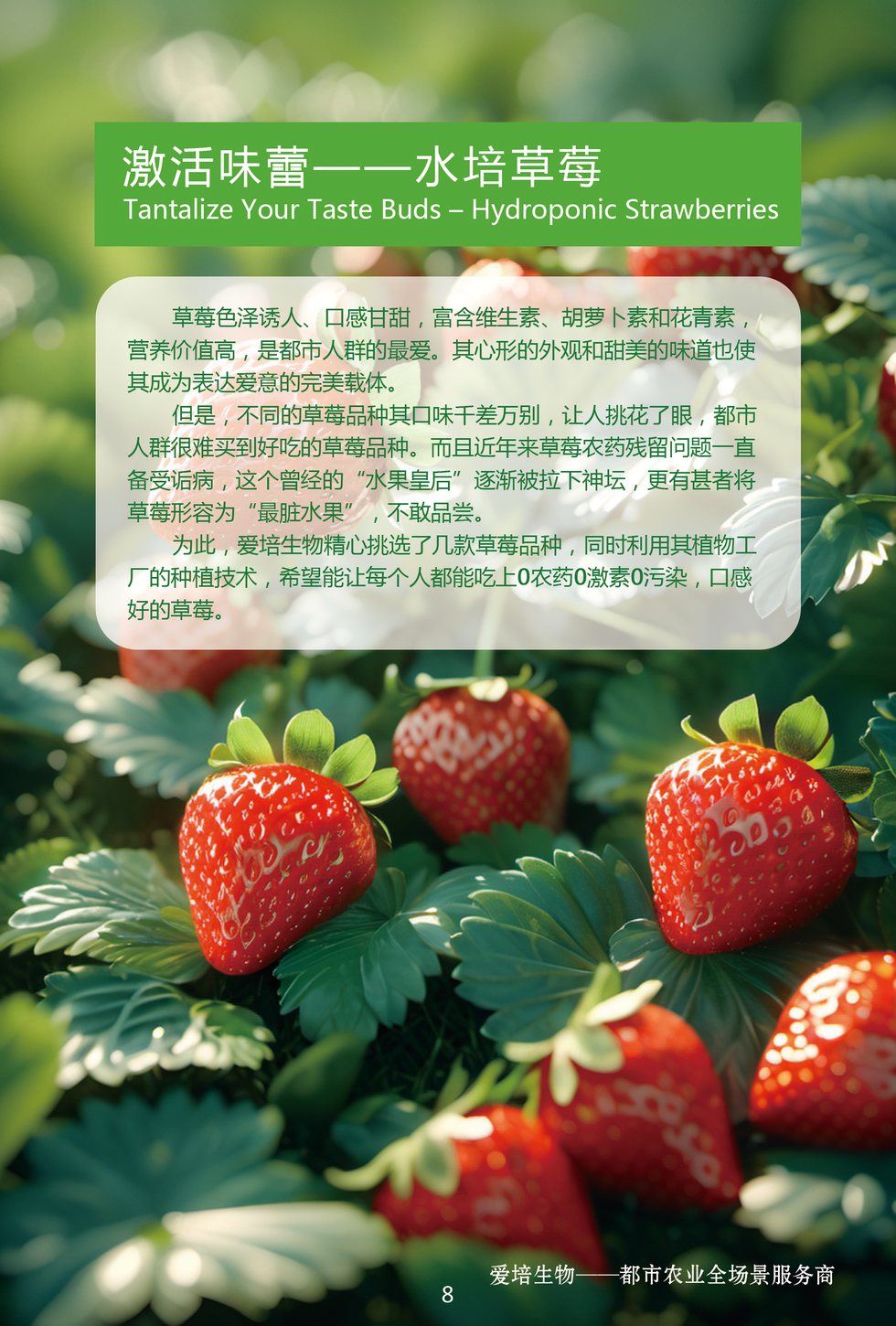 水耕草莓種植包
