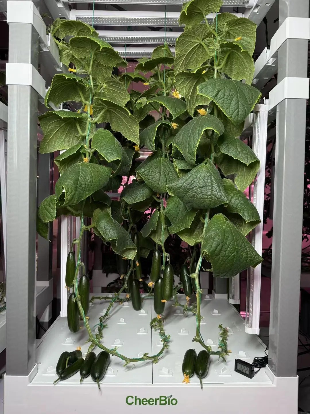 蔬果種植包